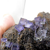 Rare locality Purple Fluorite from Mexico MFL23